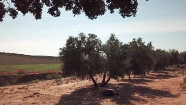 Pola Oliwek Drzew Pobliżu Jaen Miękkich Aparatu Ruchu — Wideo stockowe