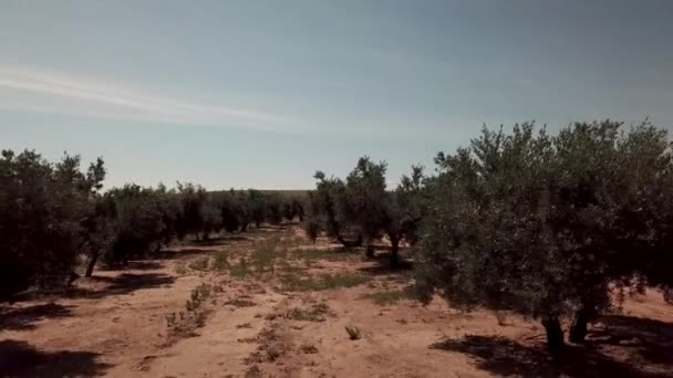 Pole Olivové Stromy Poblíž Jaen Měkké Kamery Hnutí — Stock video