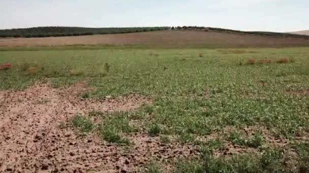 Jaen Spanya Yakınındaki Bir Tarım Alanının Havadan Görünümü — Stok video