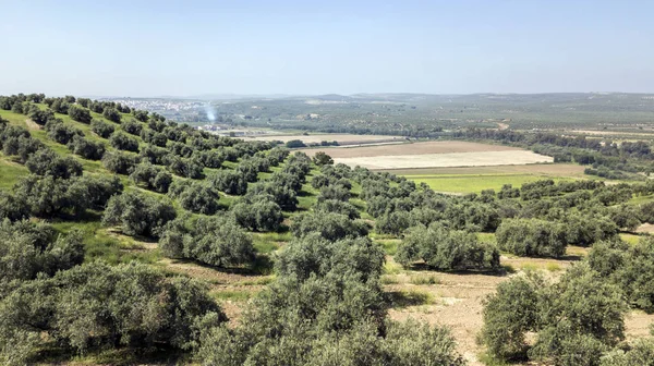 メンヒバル ハエン スペインの州の近くのオリーブの木の田園地帯 — ストック写真