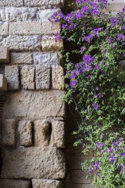 Kale Almodovar del Rio, detay taş duvar ve güzel eflatun çiçekler, Müslüman kökenli bir metanet olduğunu, bu bir Roman fort ve geçerli yapı kesinlikle kaynağı Berber, Rio, İspanya Almodovar almak vardır