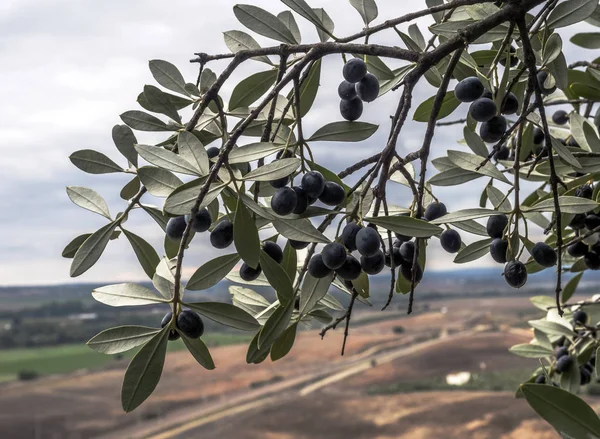 Bunch Olives Olive Tree Castle Almodovar Del Rio Spain — Stock Photo, Image