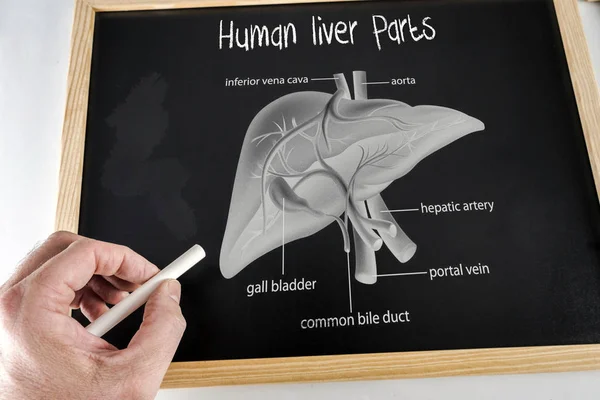 Parts Human Liver Written Drawn Chalk Blackboard Conceptual Image — Stock Photo, Image