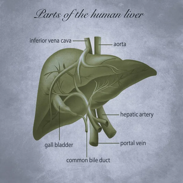 Parts Human Liver — Stock Photo, Image