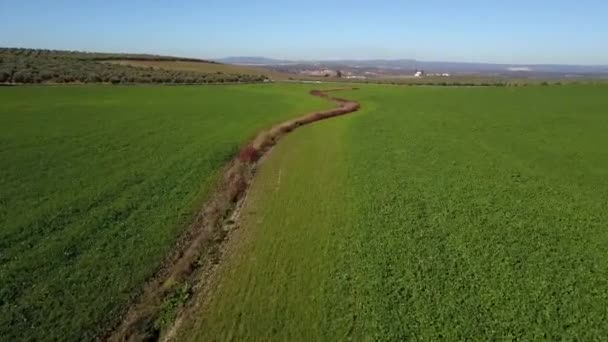 Campo Semeado Com Cevada Perto Plantação Olivais Espanha — Vídeo de Stock