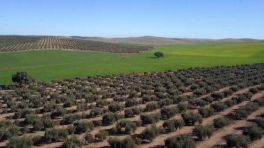 Zeytin bahçeleri, Jaen, İspanya dikim alanı