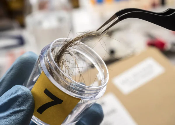 Специализированная полиция анализирует волосы жертвы убийства с помощью пинцета, концептуального образа — стоковое фото