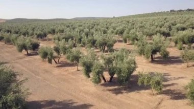 Jaen, Ispanya 'da bir zeytin tarlası üzerinde hava görüntüleri