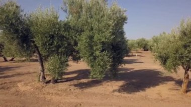 Jaen, Ispanya 'da bir zeytin tarlası üzerinde hava görüntüleri