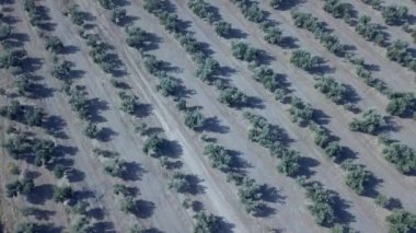 Jaen, Ispanya 'da bir zeytin tarlası üzerinde hava görüntüleri