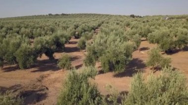 Jaen, Ispanya 'da bir zeytin tarlası üzerinde hava görüntüleri