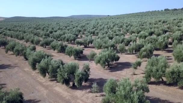 Zdjęcia Lotnicze Nad Plantacją Oliwek Jaen Hiszpania — Wideo stockowe