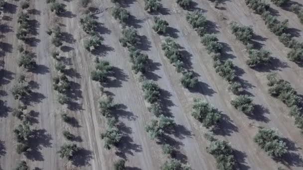 Filmagem Aérea Sobre Uma Plantação Azeitonas Jaen Espanha — Vídeo de Stock