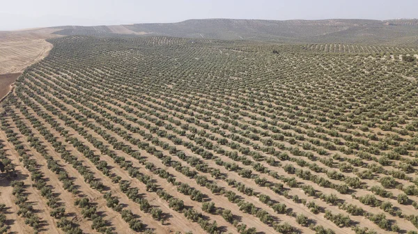 Экологическое выращивание оливковых деревьев в провинции Хаэн, Испания — стоковое фото