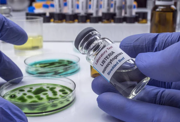 Expert analyse la viande farcie contaminée par une bactérie de listeria en laboratoire, germe causé en Espagne — Photo