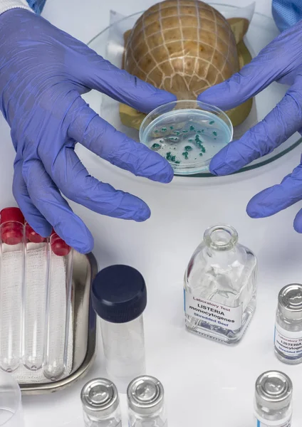 Ekspert analizuje nadziewane mięso zanieczyszczone bakterią Listeria w laboratorium, kiełków spowodowanych w Hiszpanii — Zdjęcie stockowe