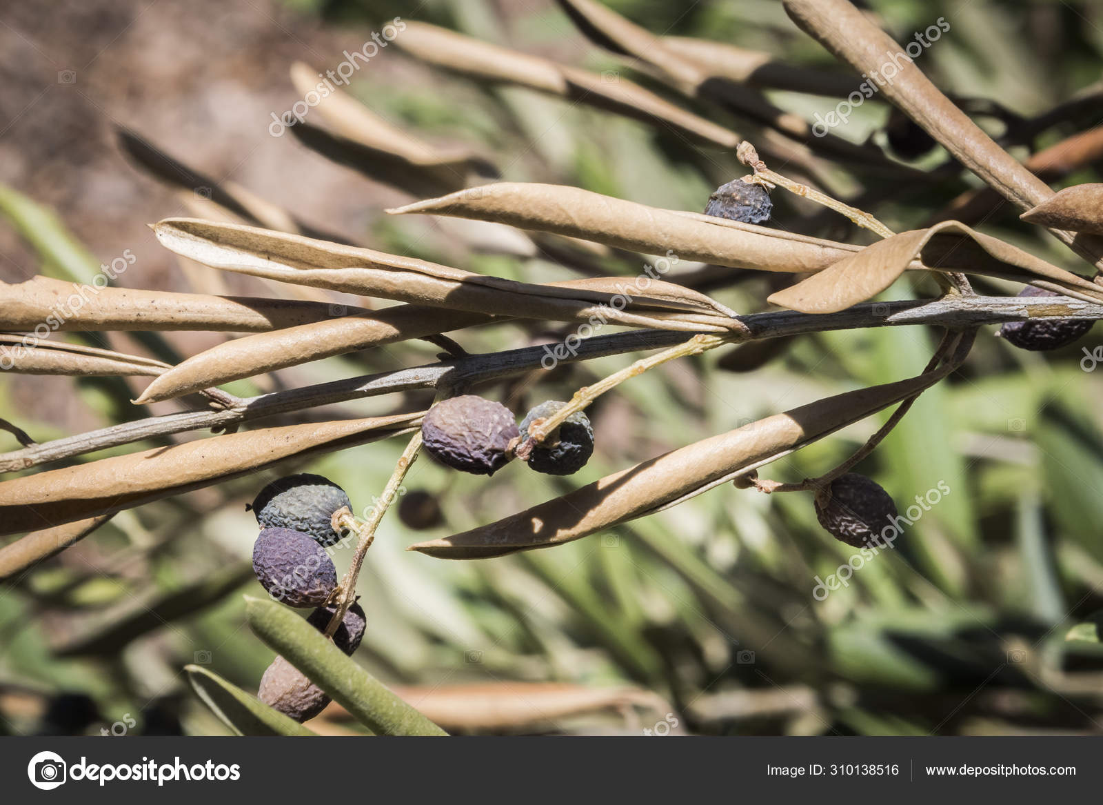 xylella baktériumok