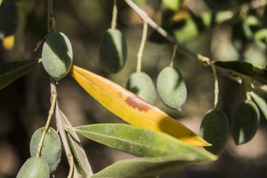 Olive trees infected by the dreaded bacteria called Xylella fastidiosa, is known in Europe as the ebola of the olive tree, Jaen, Andalucia, Spain clipart