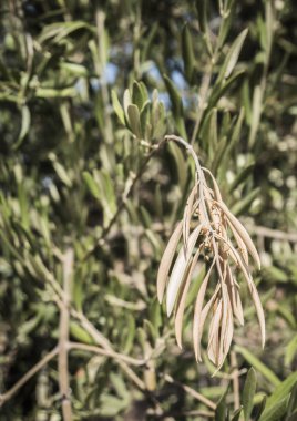 Xylella fastidiosa denilen korkunç bakteri tarafından enfekte zeytin ağaçları, Avrupa'da zeytin ağacının ebola olarak bilinir, Jaen, Endülüs, İspanya