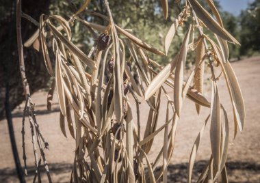 Olive trees infected by the dreaded bacteria called Xylella fastidiosa, is known in Europe as the ebola of the olive tree, Jaen, Andalucia, Spain clipart