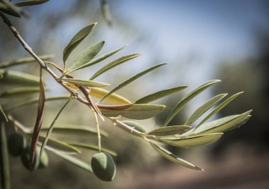 Olive trees infected by the dreaded bacteria called Xylella fastidiosa, is known in Europe as the ebola of the olive tree, Jaen, Andalucia, Spain clipart