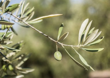 Xylella fastidiosa denilen korkunç bakteri tarafından enfekte zeytin ağaçları, Avrupa'da zeytin ağacının ebola olarak bilinir, Jaen, Endülüs, İspanya