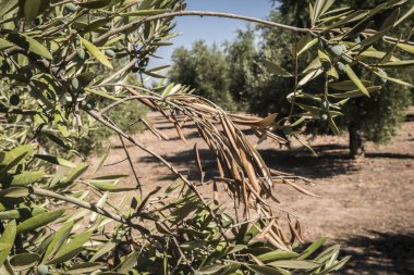 Xylella fastidiosa denilen korkunç bakteri tarafından enfekte zeytin ağaçları, Avrupa'da zeytin ağacının ebola olarak bilinir, Jaen, Endülüs, İspanya
