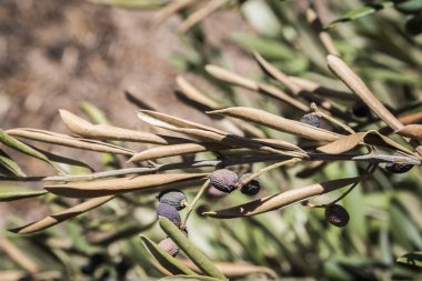 Xylella fastidiosa denilen korkunç bakteri tarafından enfekte zeytin ağaçları, Avrupa'da zeytin ağacının ebola olarak bilinir, Jaen, Endülüs, İspanya
