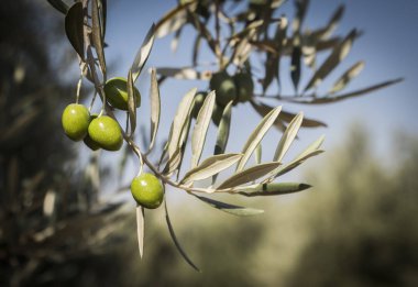 Xylella fastidiosa denilen korkunç bakteri tarafından enfekte zeytin ağaçları, Avrupa'da zeytin ağacının ebola olarak bilinir, Jaen, Endülüs, İspanya