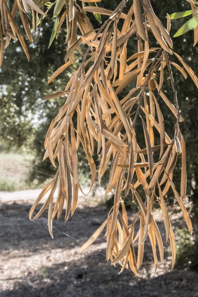 Olive Trees Infected Dreaded Bacteria Called Xylella Fastidiosa Known Europe — Stock Photo, Image