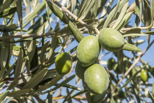 橄榄树感染了可怕的细菌 称为西莱拉快迪奥萨 在欧洲被称为橄榄树的埃博拉 Jaen 安达卢西亚 西班牙 — 图库照片