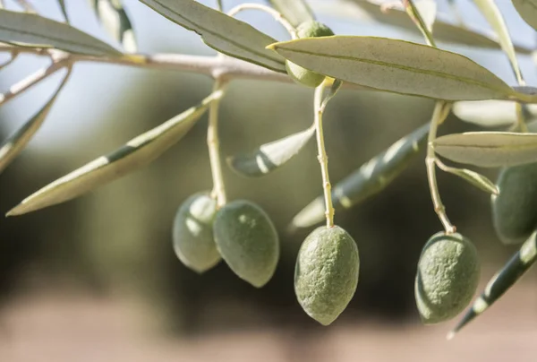 Olive Trees Infected Dreaded Bacteria Called Xylella Fastidiosa Known Europe — Stock Photo, Image