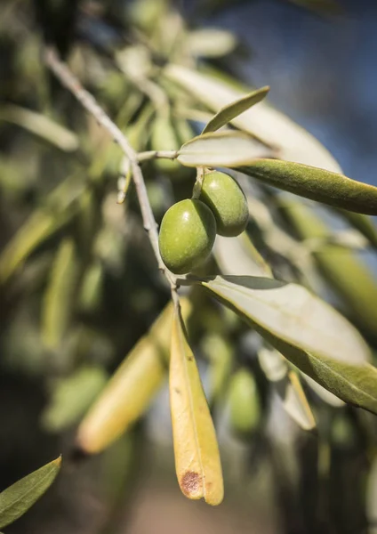 Olive Trees Infected Dreaded Bacteria Called Xylella Fastidiosa Known Europe — Stock Photo, Image