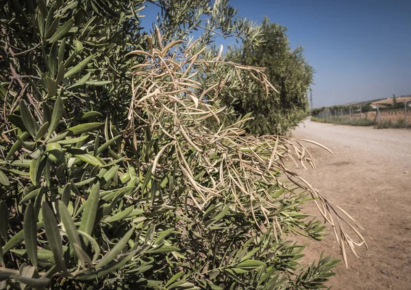 キシレラ ファシリディオサと呼ばれる恐ろしい細菌に感染したオリーブの木は オリーブの木 ヤーン アンダルシア スペインのエボラとしてヨーロッパで知られています — ストック写真