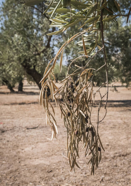 Olive trees infected by the dreaded bacteria called Xylella fastidiosa, is known in Europe as the ebola of the olive tree, Jaen, Andalucia, Spain