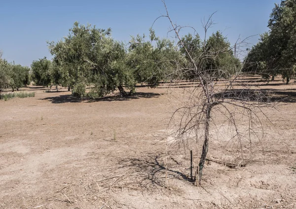 Xylella Fastidiosa Denilen Korkunç Bakteri Tarafından Enfekte Zeytin Ağaçları Avrupa — Stok fotoğraf