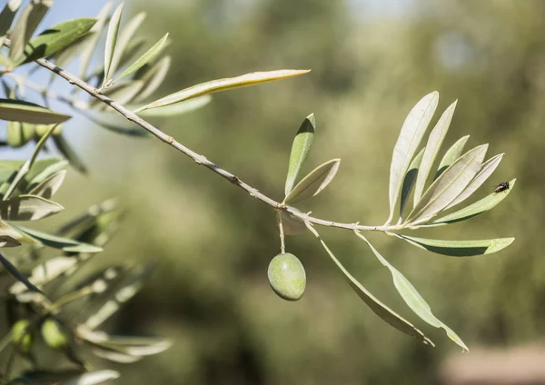 Olive Trees Infected Dreaded Bacteria Called Xylella Fastidiosa Known Europe — Stock Photo, Image