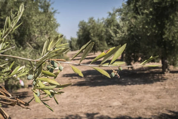 Olive Trees Infected Dreaded Bacteria Called Xylella Fastidiosa Known Europe — Stock Photo, Image