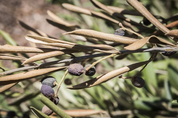 Xylella fastidiosa denilen korkunç bakteri tarafından enfekte zeytin ağaçları, Avrupa'da zeytin ağacının ebola olarak bilinir, Jaen, Endülüs, İspanya