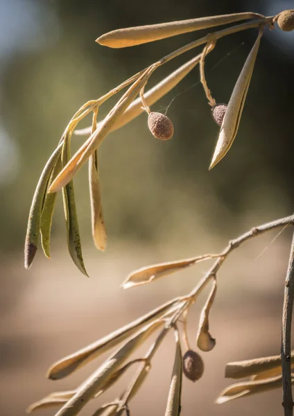 Olivos Infectados Por Temida Bacteria Llamada Xylella Fastidiosa Conocida Europa — Foto de Stock