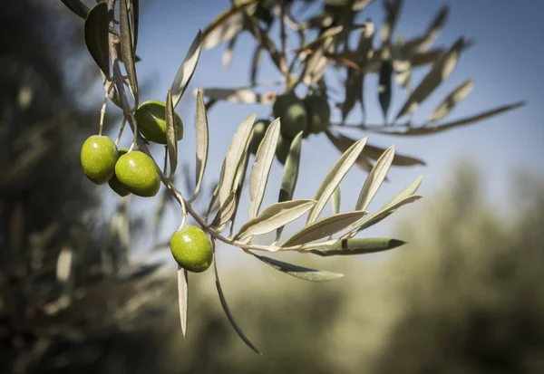 Olive Trees Infected Dreaded Bacteria Called Xylella Fastidiosa Known Europe — Stock Photo, Image