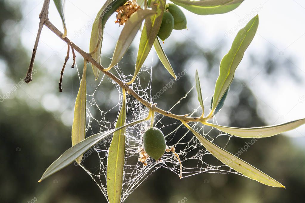 Olive trees infected by the dreaded bacteria called Xylella fastidiosa, is known in Europe as the ebola of the olive tree, Jaen, Andalucia, Spain