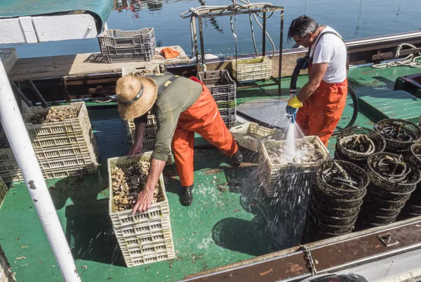 Pescadores Limpiando Mariscos Puerto Pesquero Grove Provincia Pontevedra España —  Fotos de Stock