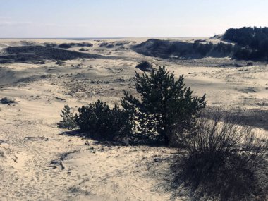 Curonian tepeleri açık bir günde tükürük rezervleri