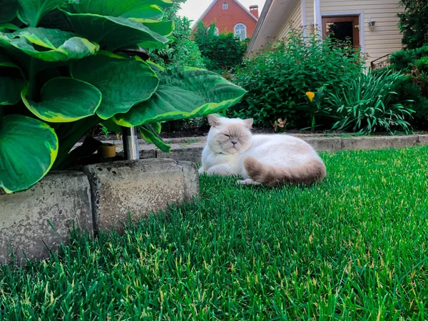 Gato Britânico Descansando Gramado Verde Tarde — Fotografia de Stock