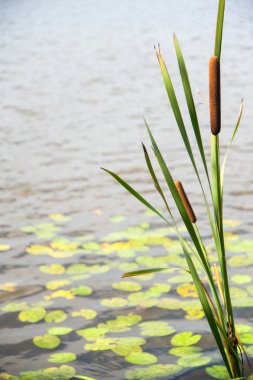 Typha angustifolia gölde bir suda ıslatın ve bir tekne içinde belgili tanımlık geçmiş