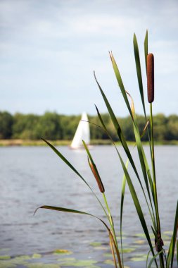 typha angustifolia in the water in a lake with a boat in the background clipart