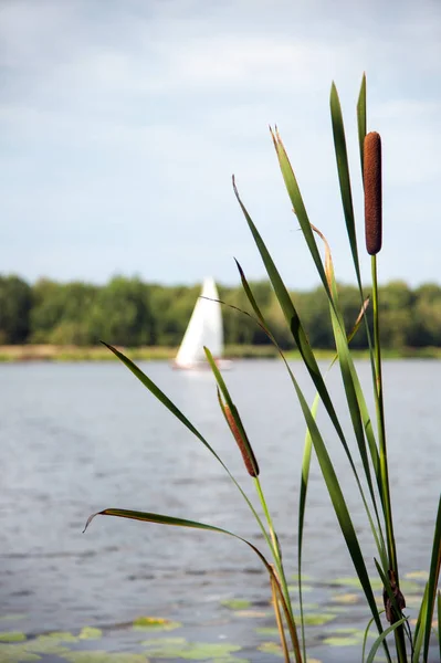 Typha Angustifolia Воде Озере Лодкой Заднем Плане Стоковая Картинка