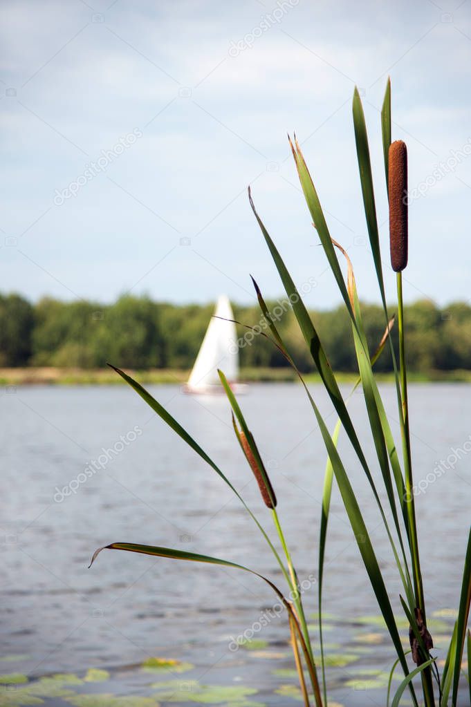 typha angustifolia in the water in a lake with a boat in the background