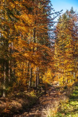 sonbahar renkleri / a park sonbahar renklerinin tam sonbahar güneşin güzel renkli ağaçlar arasında bir dağ gezisi